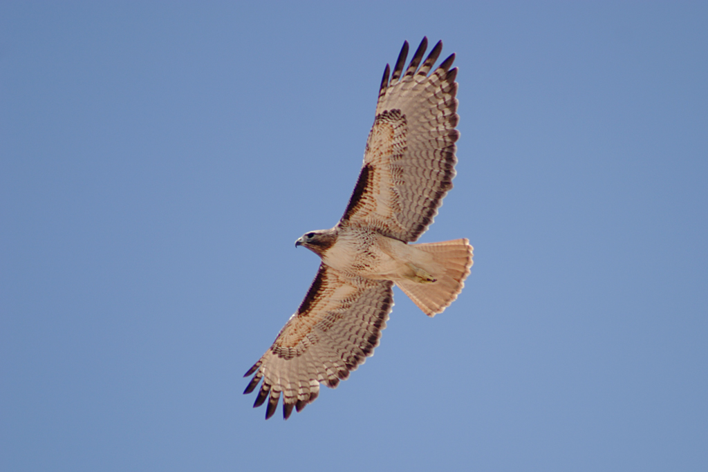Hawk with spread wings in blue sky