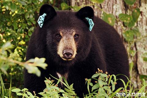 Black bear