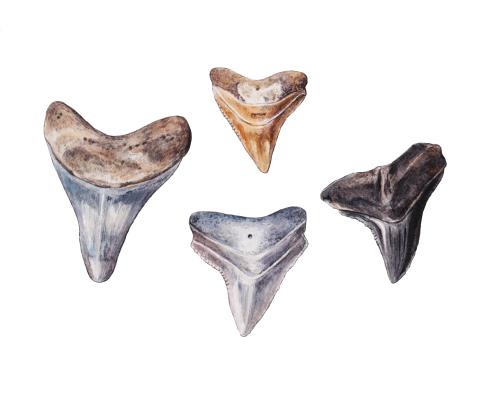 shark teeth