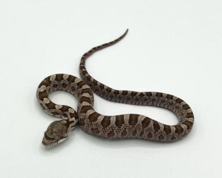 rat snake