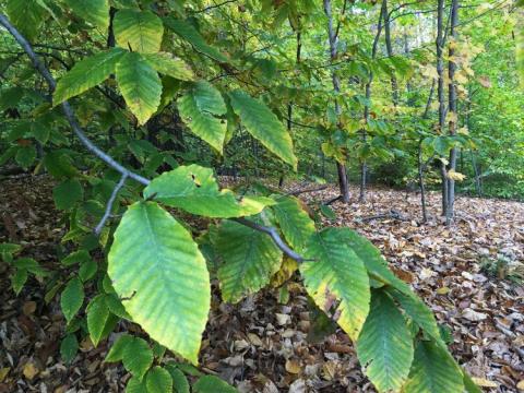 Belden Forest, credit to Old-Growth Forest Network, https://www.oldgrowthforest.net/ct-belden-forest