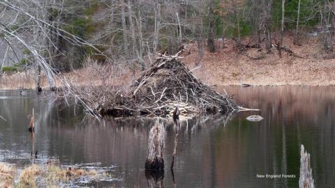 beaver home