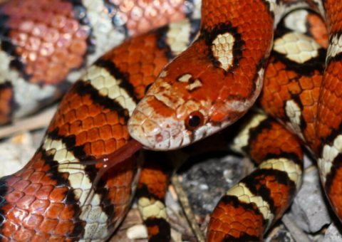 eastern milk snake