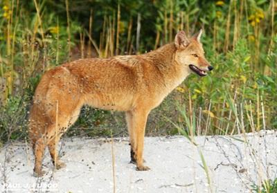 Eastern Coyote. https://portal.ct.gov/deep/wildlife/nuisance-wildlife/living-with-coyotes