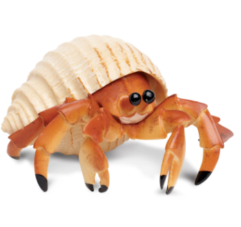 hermit crab