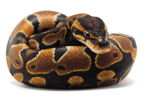 ball python