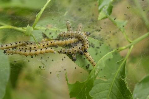 Garden Pest