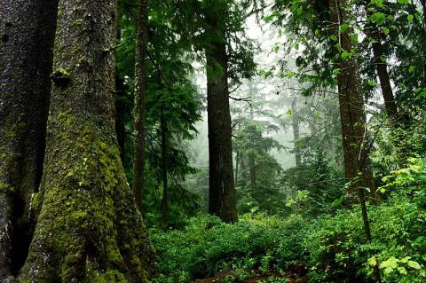 Inage credit: Patte David, U.S. Fish and Wildlife Service: https://commons.wikimedia.org/wiki/File:Old_growth_forest_scenic.jpg