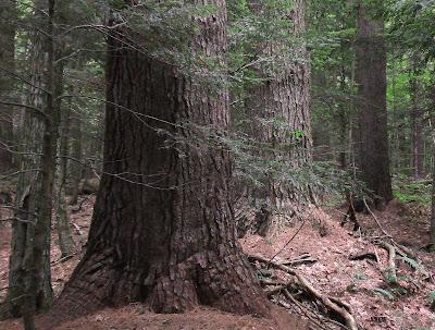 White Pines, credit: https://newenglandforests.blogspot.com/2018/03/new-film-lost-forests-of-new-england.html