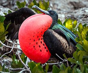 Colorful bird. Credit: Bert Sirkis