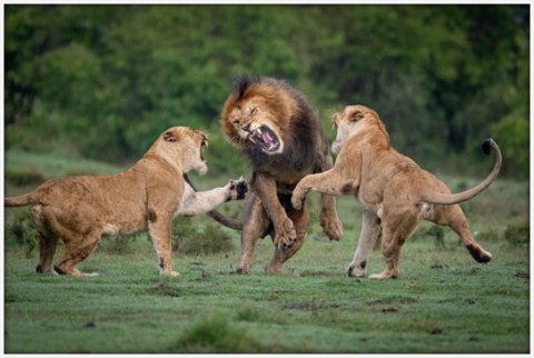 Three lions fighting. Image credit: Richard Barrett