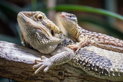 bearded dragons resting on a branch