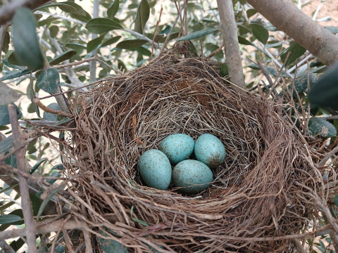 Robin's bird nest with blue eggs