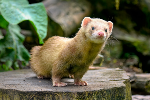 ferret