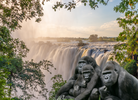 Victoria Falls and Gorillas 
