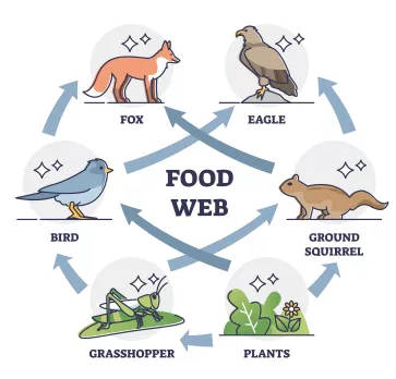 food web