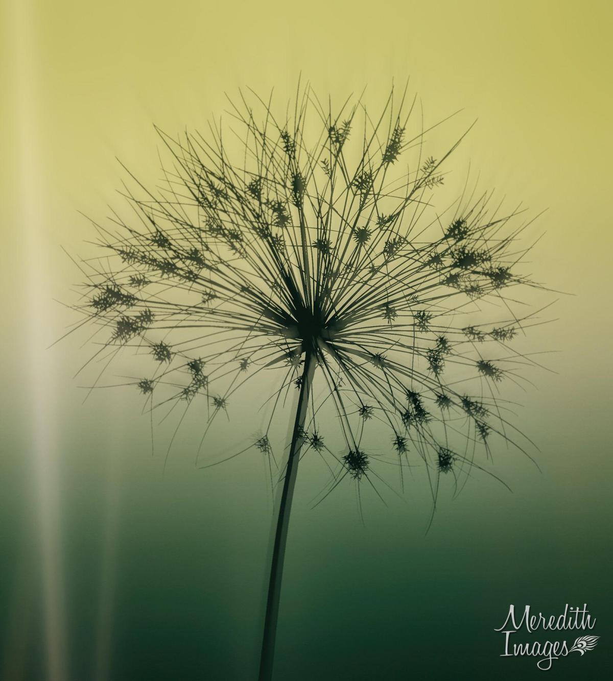 Yellow to green background with dandelion pollen