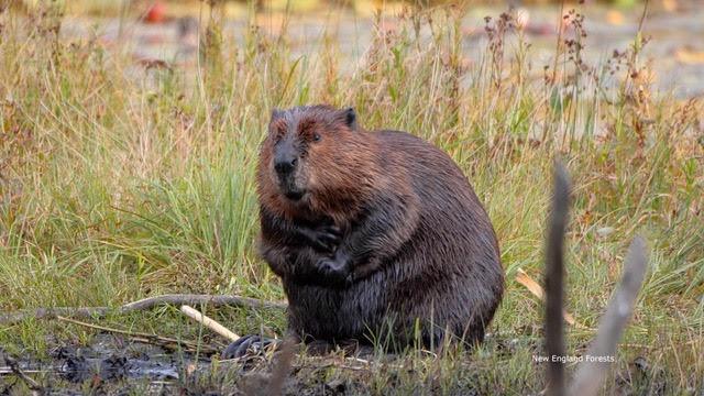 beaver