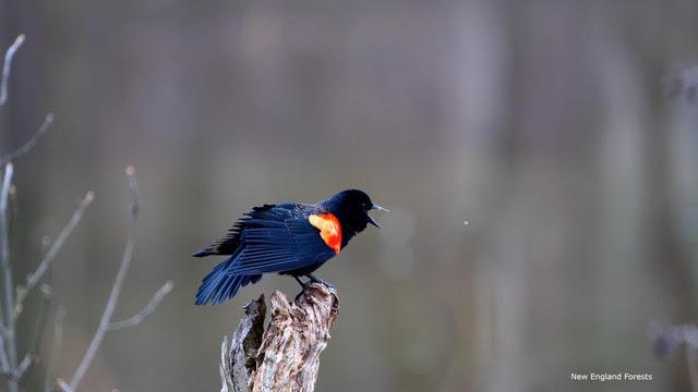 bird on post