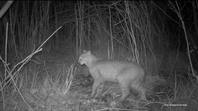 bobcat