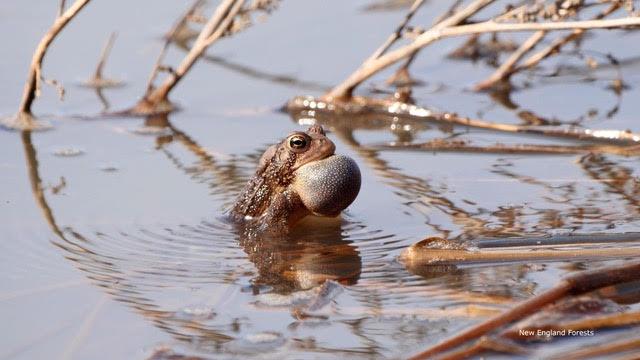 frog in water