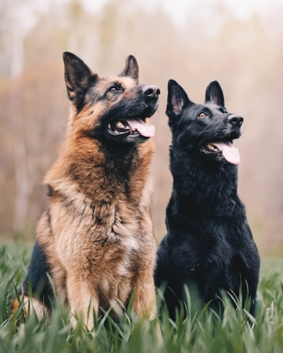 german shepards