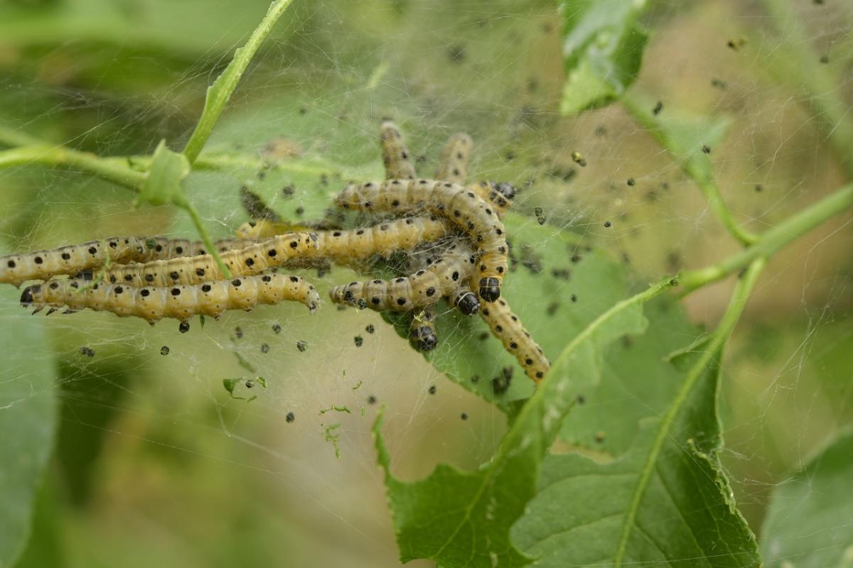 Garden Pest