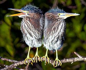 Two birds on a limb. Credit: Bert Sirkis