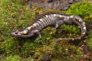 spotted salamander