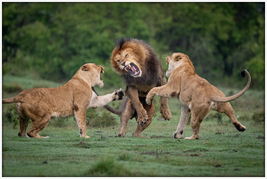Three lions fighting. Image credit: Richard Barrett