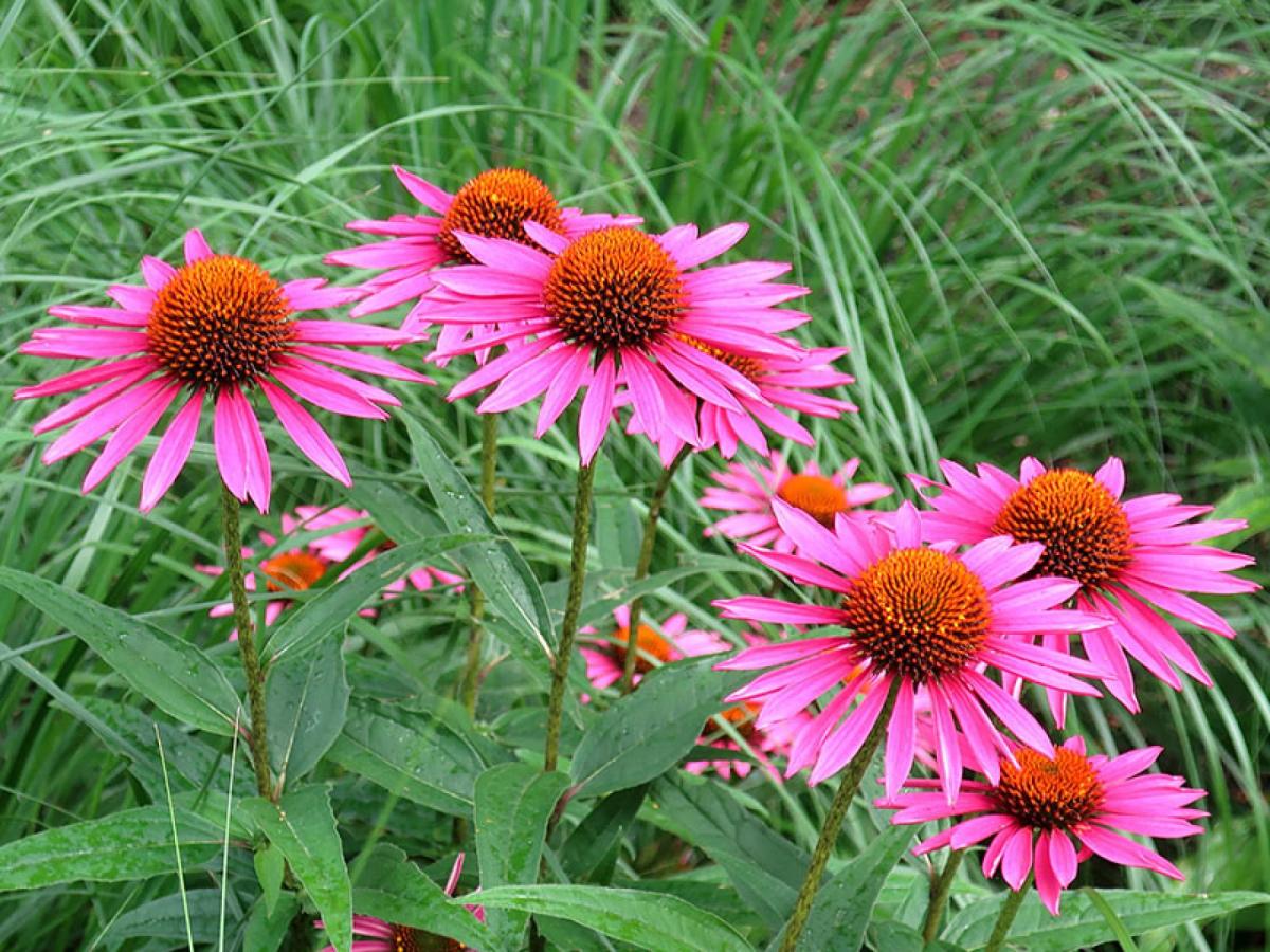Pink flowers. Credit: cultivar413 (Flickr / Creative Commons)