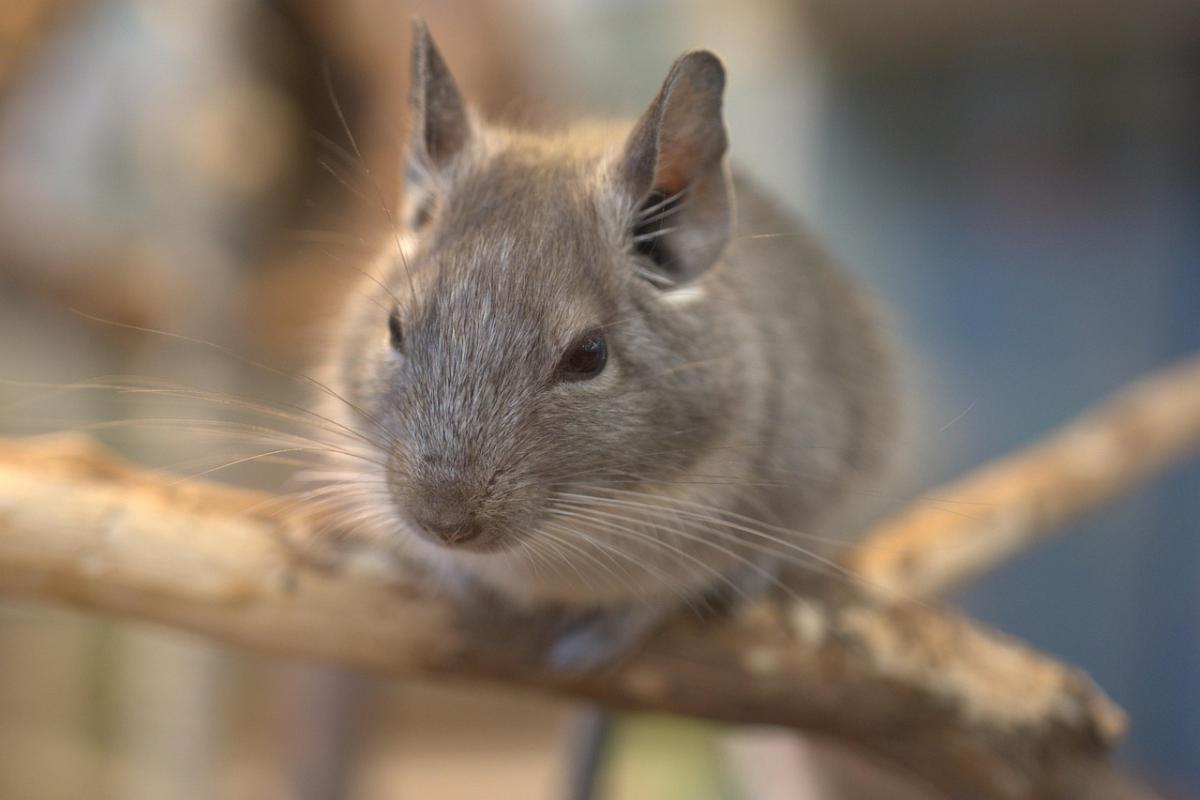chinchilla on branch