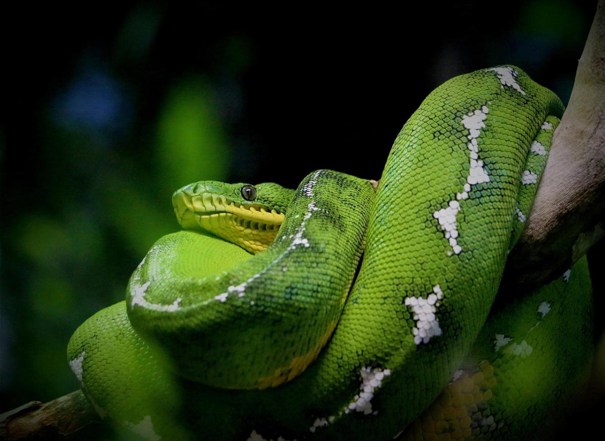 emerald tree boa snake curled up