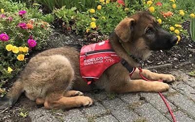 A German Shepherd puppy wearing a Fidelco guide dog vest